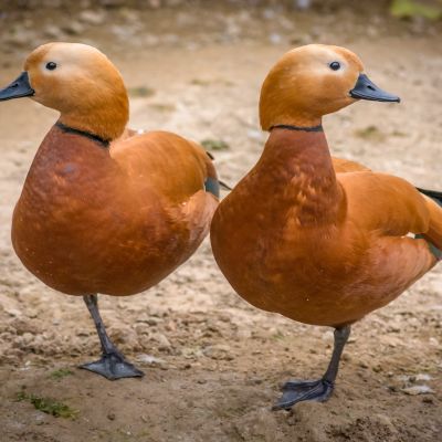 amir-abbas-abdolali-_Tm4622z4Dg-unsplash